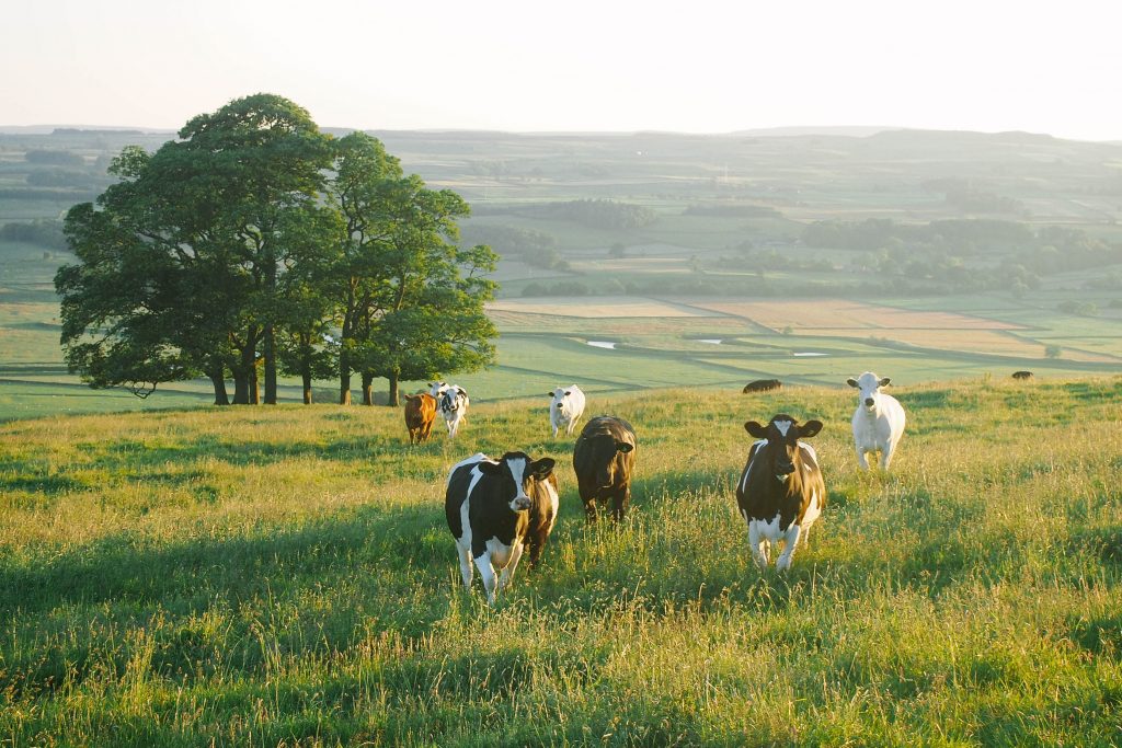 Books Set In Zimbabwe: Zimbabwe Novels - Tale Away